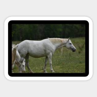 Wild Horse Sticker